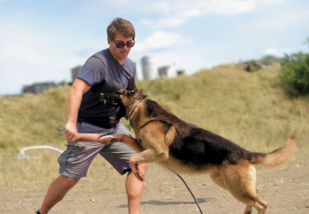 rééducation canine