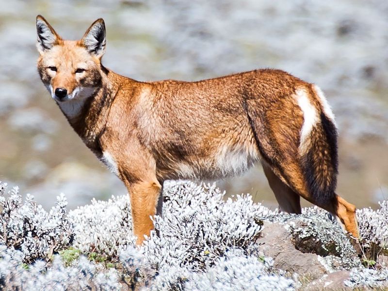 L&rsquo;une des espèces de loups les plus rares a été surprise en train de butiner des fleurs&nbsp;!