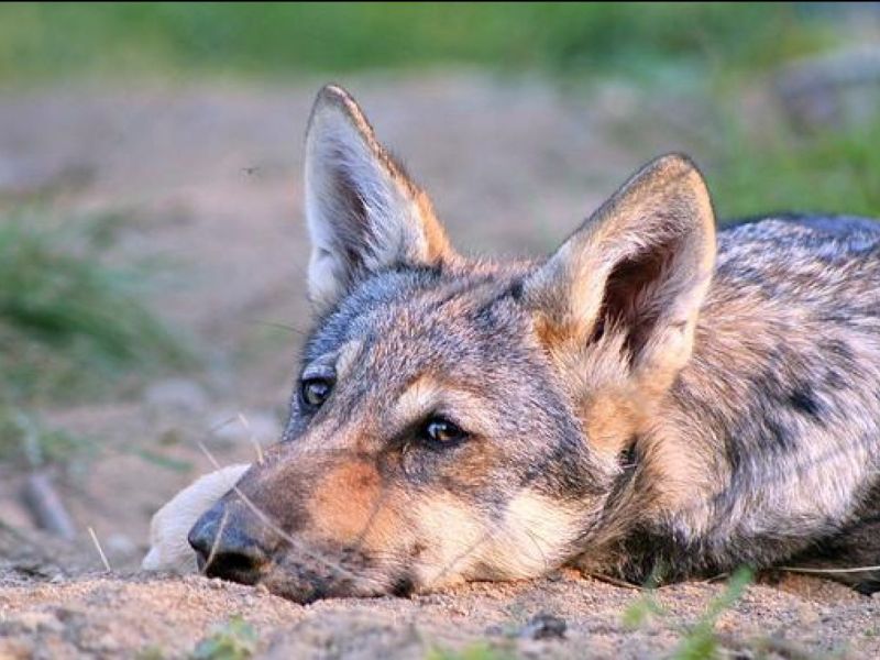 Les loups montrent de l’attachement pour les&nbsp;humains