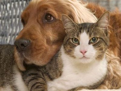 Dans la peau des animaux de&nbsp;compagnie