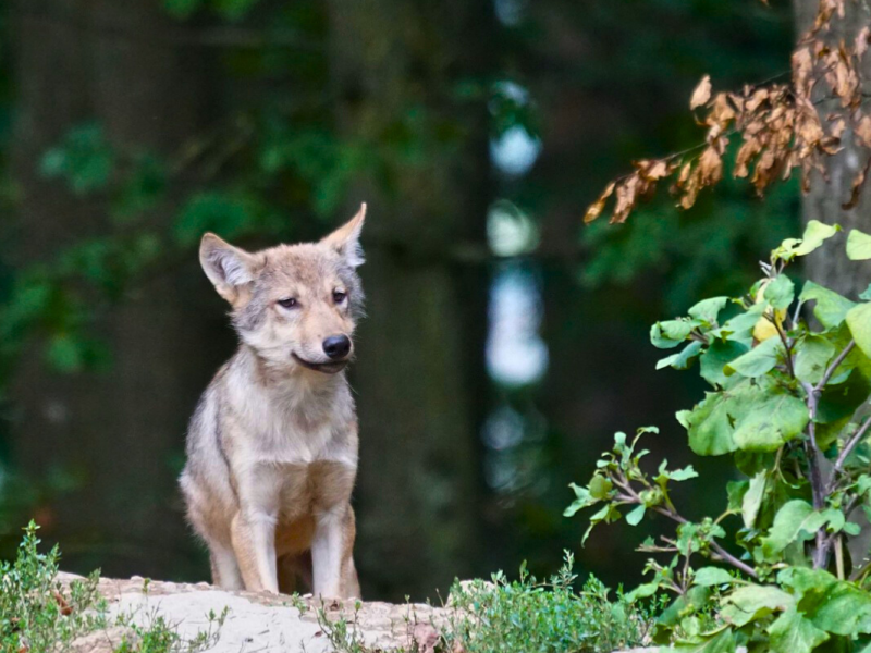Comportement exploratoire chez les chiots : différences entre loups et chiens&nbsp;domestiques